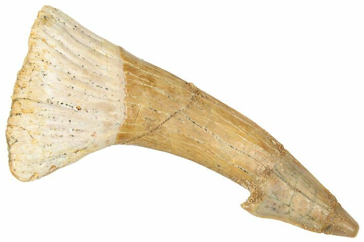Fossil Sawfish (Onchopristis) Rostral Barb - Morocco #322820